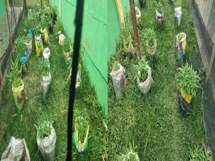 Pelaksanaan Projek Penguatan Profil Pelajar Pancasila (P5) Di MTs Negeri 6 Batang Hari