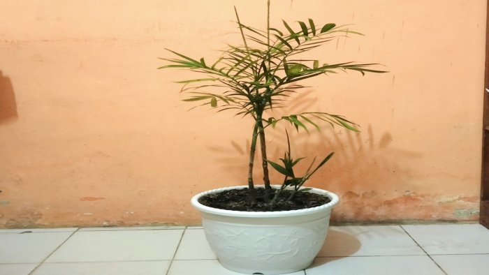 Ciptakan Ruangan Asri, GTK MTsN 6 Batang Hari Lengkapi Ruang Kerja dengan Tanaman Segar